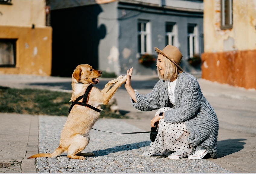 11 signs that your dog loves you
